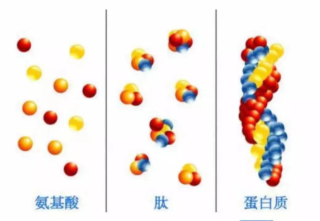 “特利”不独行 ——可利肽®注射用特利加压素-苏州天马医药集团天吉生物制药有限公司